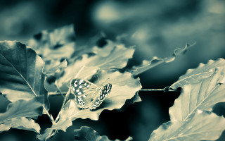 Butterfly leaf forest shallow depth - a blurry background of leaves free wallpaper for desktop