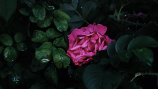 Pink flower green leaves water - green leaf and water droplets free wallpaper