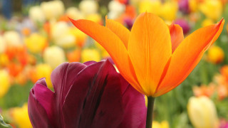 Flower bokeh autumn sunset orange - a close up of a flower free wallpaper for desktop