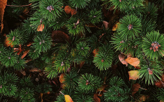 Tree leaves bird bamboo forest - a close up of a tree free wallpaper