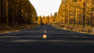 Road trees yellow trees city - a line of trees free wallpaper for desktop