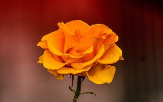 Yellow rose vase red black - a yellow rose free wallpaper