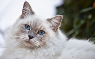 White cat snow background blue - a white cat free wallpaper