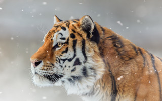 Tiger snow shiba inu digital - a digital painting free wallpaper for desktop