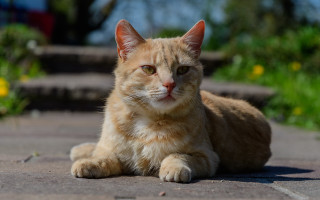 Sad cat christmas blurry outdoors - sad free wallpaper