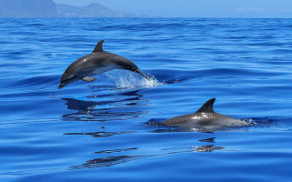 Dolphins ocean jumping swimming rayonism - the ocean together free wallpaper