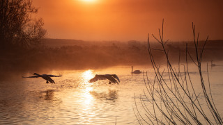 Birds lake sunset reflection matte - a group of birds free wallpaper