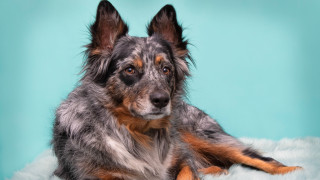 Sad dog on fluffy blanket - fluffy free wallpaper for desktop