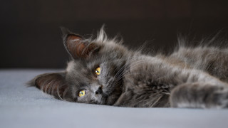 Black cat silver eyes bed - a bed free wallpaper