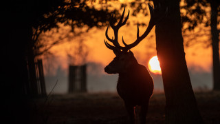 Deer forest sunset backlit autumn - a deer free wallpaper