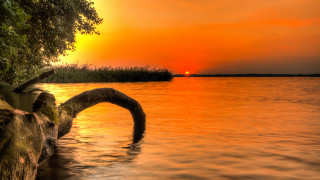Tree branch water sunset ecological - lake free wallpaper