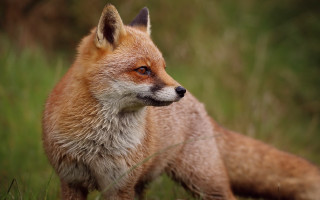 Red fox grassy field looking - a grassy field free wallpaper for desktop