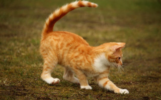 Cat field tree bird arabesque - field next free wallpaper