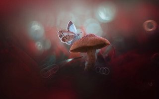 Butterfly mushroom field bubbles magic - a butterfly free wallpaper for desktop