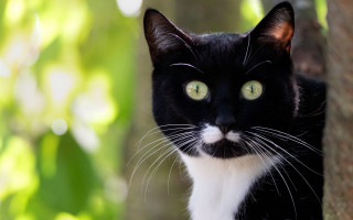 Black and white cat mustache - a mustache free wallpaper