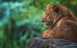 Lion cub forest stump wildlife - daniel lieske free wallpaper