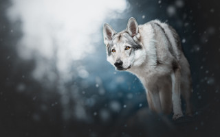 Wolf snow shiba inu blurry - a wolf free wallpaper for desktop