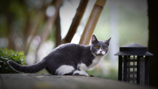 Black cat ledge lantern tree - a ledge next free wallpaper