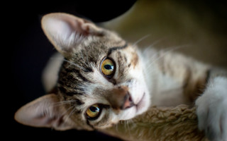 Curious white cat blurry shift - the camera free wallpaper for desktop