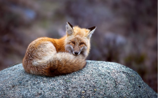 Red fox sitting on rock - furry art free wallpaper
