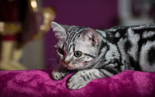 Serious cat pink blanket rococo - a pink blanket free wallpaper