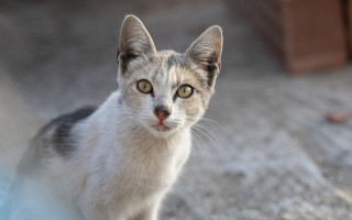 Curious brown eared cat white - a white face free wallpaper