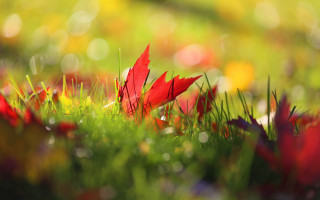 Red flower grass background bokeh - a red flower free wallpaper