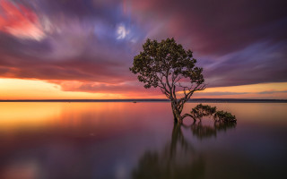 Lone tree lake sunset colorful 3 - a colorful sky in the background free wallpaper