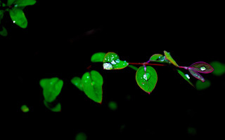 Green plant water drops macro 4 - canon 5 0 mm free wallpaper