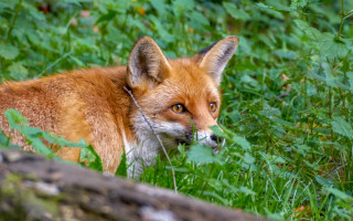 Sad fox in grass outdoors - a fox free wallpaper