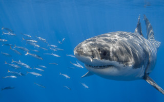 Great white shark school fish - photograph free wallpaper for desktop