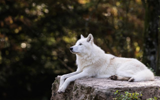 White wolf rock forest bokeh - a white wolf free wallpaper