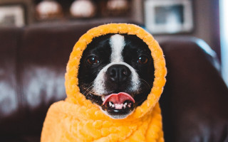 Dog yellow towel couch open - verdadism free wallpaper