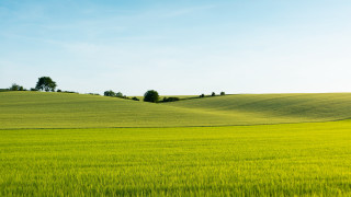 Green field trees sunny blue - green grass free wallpaper