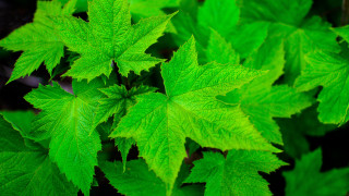 Green leafy plant bamboo forest - a green leafy plant free wallpaper