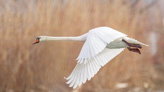 White swan flying dry grass - a white swan free wallpaper