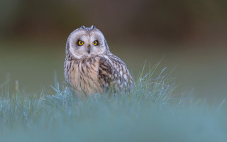 Small owl grass yellow eye - a yellow eye free wallpaper