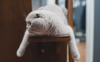 Cat chair carlos catasse animal - a chair free wallpaper