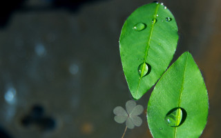 Green leaves water drops macro - close free wallpaper