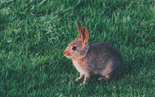 Rabbit grass bamboo flower field - a rabbit free wallpaper