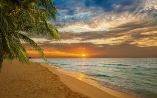 Palm tree beach sunset clouds 2 - felipe seade free wallpaper