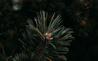 Pine tree berry forest shallow - elinor proby adams free wallpaper for desktop