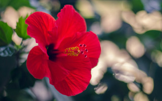 Red flower macro bokeh camellia - the background and a blurry background behind free wallpaper