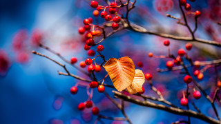 Leaf berries branch sky macro - berry free wallpaper for desktop
