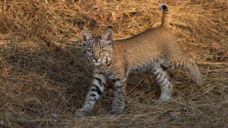 Small kitten dry grass field - a dry grass field next free wallpaper