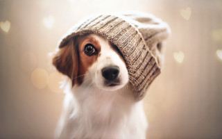 Dog hat hearts blurry photorealistic - hat free wallpaper