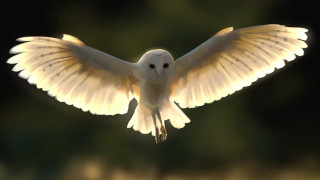 White dove wings backlit fantasy - the side free wallpaper