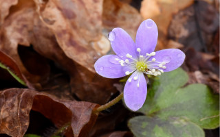 Purple flower white stamens fall - simple free wallpaper for desktop