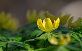 Yellow flower macro bokeh green - green leaf and grass free wallpaper for desktop