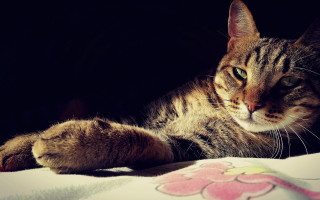 Cat paw pillow bed black - chiaroscuro free wallpaper